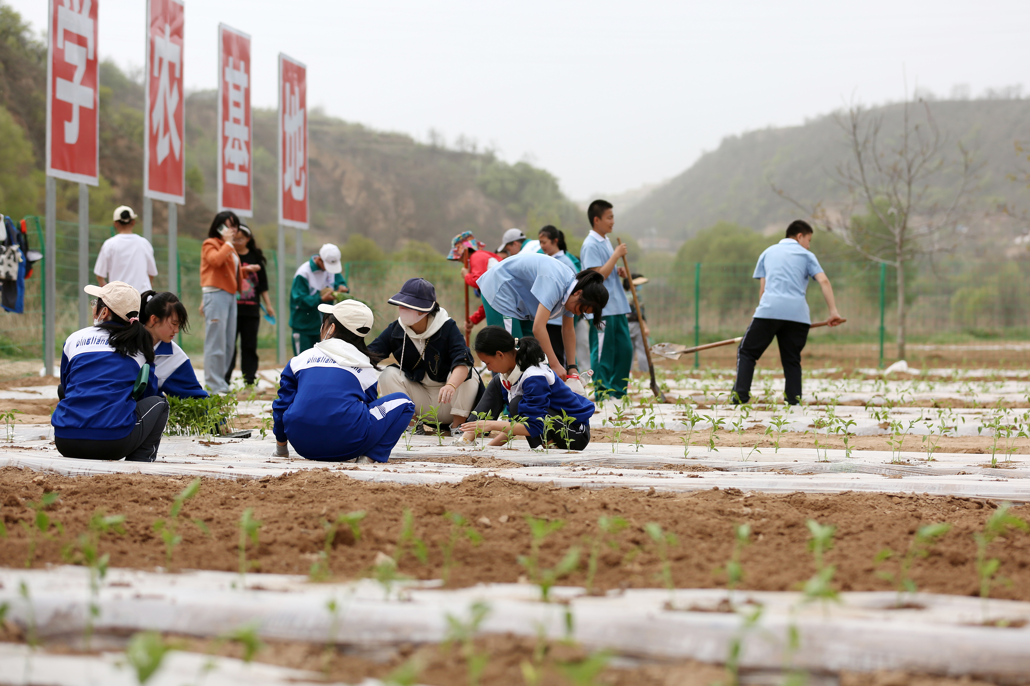 04——4月27日，在甘肅省平?jīng)鍪械谒闹袑W(xué)行知園學(xué)農(nóng)基地里，學(xué)生們?cè)诜N植辣椒苗。.JPG