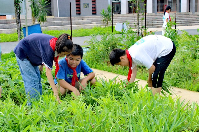 鐘山鎮(zhèn)第七小學(xué)的少先隊員代表們正在黨員教師的帶領(lǐng)下采摘成熟的蔬菜。 (2).jpg