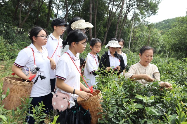 6.六堡茶非遺傳承人胡玲師傅指導梧州高中學生采摘六堡茶.JPG