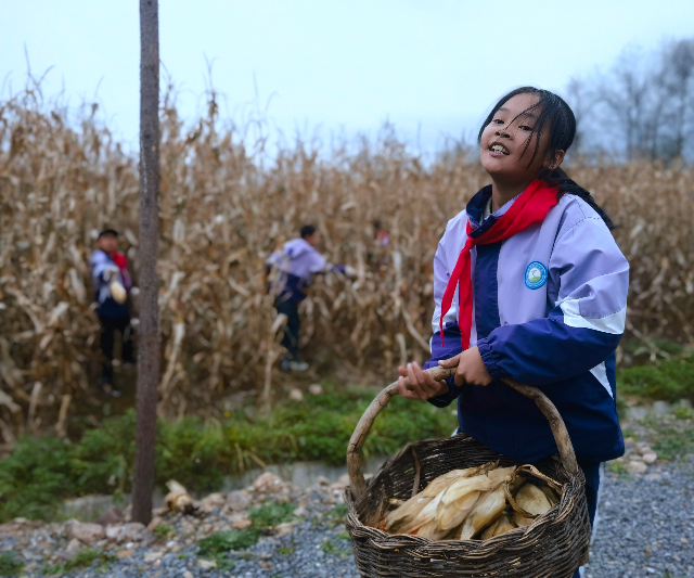 學(xué)生分工明確，將玉米運(yùn)到空地處.jpg